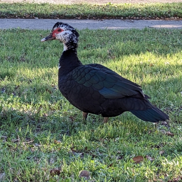 Meet your Posher, Gloria - Picture 5 of 5